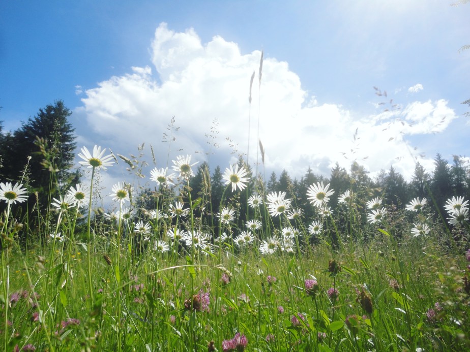 IMG_20180517_202409_318