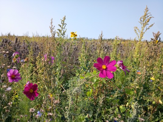 IMG_20190826_121401_4