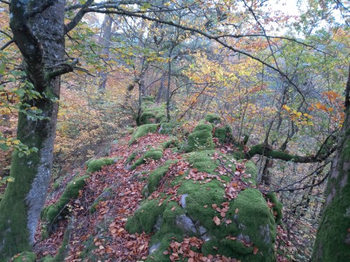 IMG_20191030_075926_1