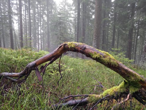 IMG_20191116_095452_393