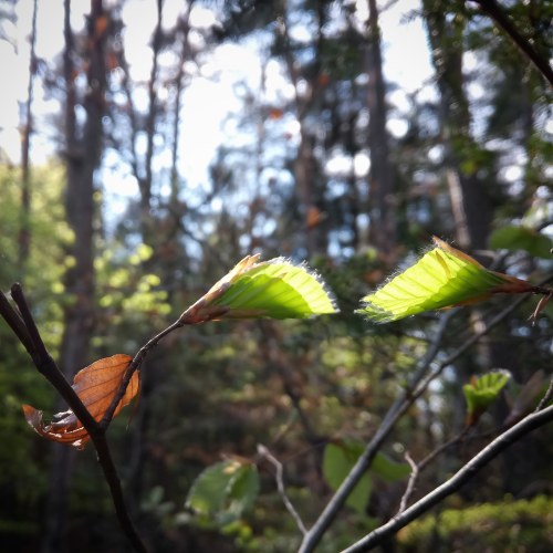 IMG_20200412_194253_290