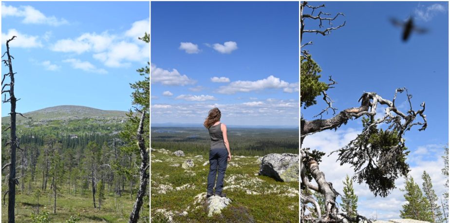 Im Drevfjällens Naturreservat – von Gelsen und uralten&nbsp;Kiefern